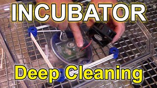 Incubator Deep Cleaning - Borotto & Hatching Time