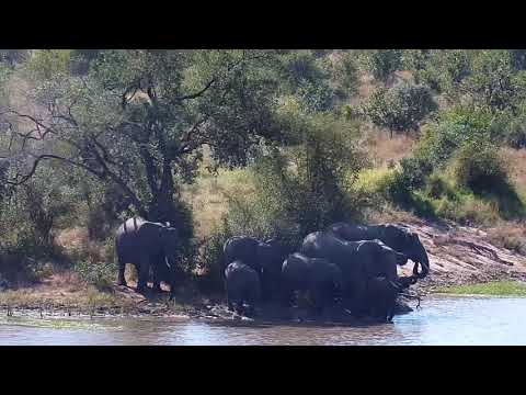 Djuma: Elephants drinking at the dam - 10:36 - 04/28/21
