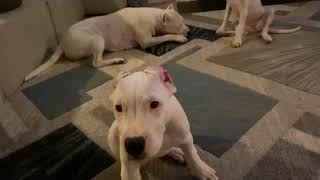 Mata Dogo Argentino meet Morah and Wanda