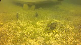 preview picture of video 'Haigh Quarry Swimming with the Fishes'