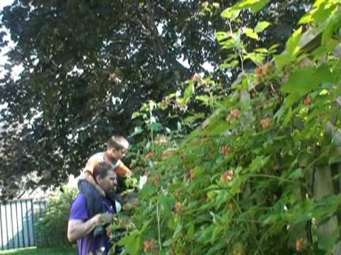 Permaculture: Organic, Native Black Raspberries 2