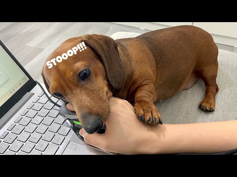 Why i get nothing done when i have a dachshund