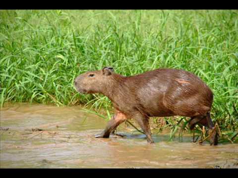 EL GABAN DIFERENTE    EUCARIO CELIS