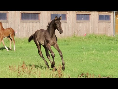 MONA LISA - das schwarze Energiebündel für Dressur und Vielseitigkeit Teil 2