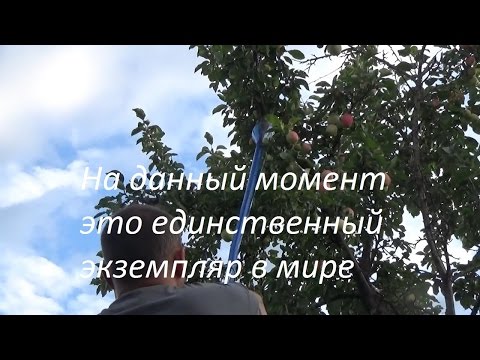 Как сделать удобное приспособление для сбора яблок