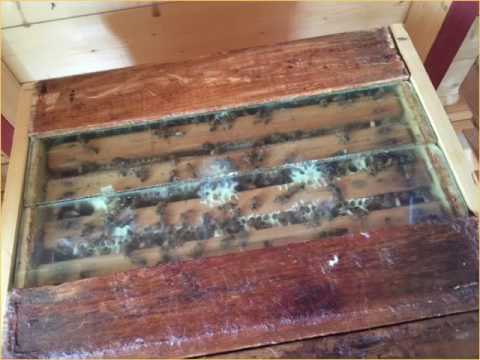 Besök hos biodlare Annilie och Anders Pettersson i Berga