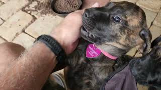 Video preview image #2 Mastador Puppy For Sale in BROOKSVILLE, FL, USA