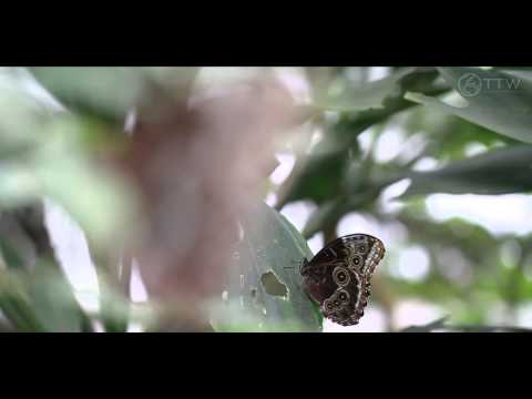 Emanuele Congeddu & 4Seas - Butterfly Effect (Original Mix) [Music Video] [AEZ Recordings]