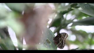 Emanuele Congeddu & 4Seas - Butterfly Effect (Original Mix) [Music Video] [AEZ Recordings]