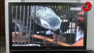 Greyish the Parrot Chat 1999 Finalist