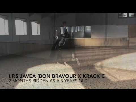 I.P.S Javea (Bon Bravour x Krack C) mare 2014