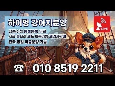❤️즐거운애견분양 ❤️실시간상담가능 ❤️전국모든곳분양가능 ❤️강…