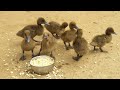 Khaki Campbell Duck Baby Feeding Time