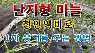 [텃밭농부. 1,278]  난지형마늘 심고 1달 후. 웃거름 주는 방법 #마늘재배 #마늘웃거름