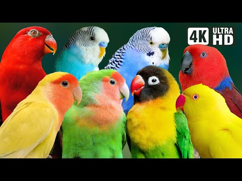 MOST WONDERFUL SMALL PARROTS | COLORFUL BIRDS | RELAXING SOUNDS | STUNNING NATURE | STRESS RELIEF