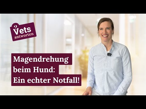 Magendrehung beim Hund: Einfache Tipps zur Vorbeugung