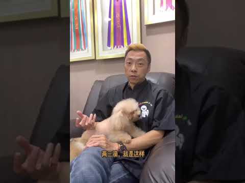 狗狗发情期，繁殖，怀孕，生育......... {第一段}