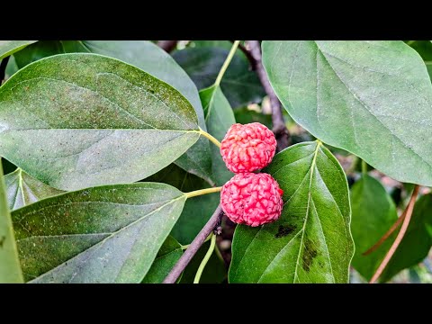 Che Fruit (Maclura tricuspidata) @ Limasfruits