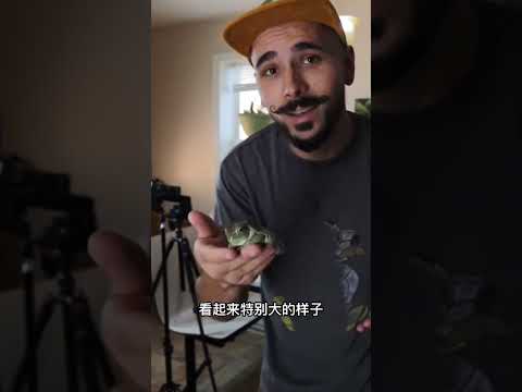 大樹蛙