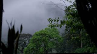 The Rhythms of Rain Explore the Rainforest Sounds That Calm the Mind