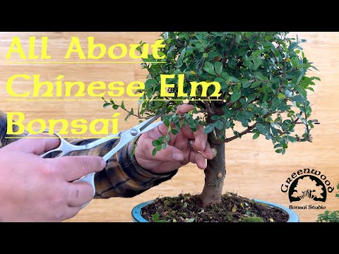 All about Chinese Elm Bonsai - Greenwood Bonsai