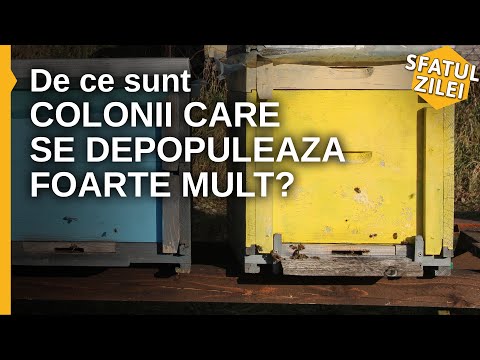 De ce sunt colonii care se depopuleaza foarte mult