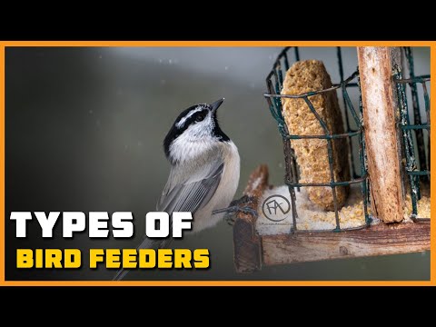 Types of Bird Feeders