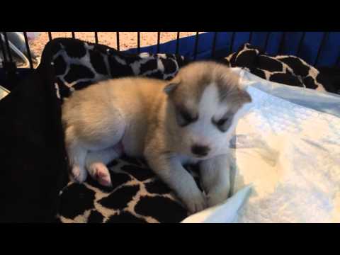 Rocket - 14 day old Siberian Husky - eyes are open!!