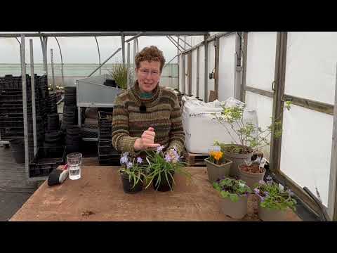 More Of The BEST Early Flowering Plants