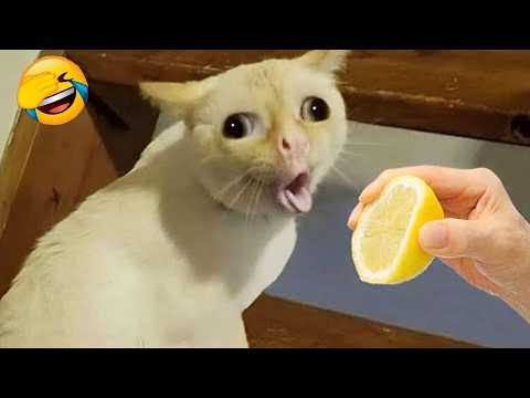 Funny Animal Videos 😂 Best Cat & Dog Moments of 2026 😹🐶 Part 9