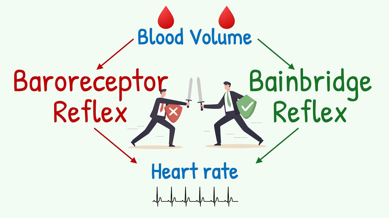 Bainbridge Reflex vs Baroreceptor Reflex | Effect of Changes in Blood Volume on Heart Rate