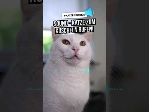 KATZEN MIAUEN - spiele DAS ab und deine Katze kommt sofort zu dir! 😸 #Katzensound #katzenliebe