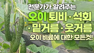 오이 퇴비부터 석회, 밑거름, 웃거름까지! 오이 비료 시비에 대한 모든 것