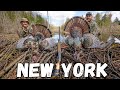 NEW YORK TURKEY HUNTING Public Land DOUBLE