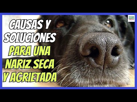 🐶 WHY DOES MY DOG HAVE A DRY AND CRACKED NOSE? 🐶 WHAT TO DO?