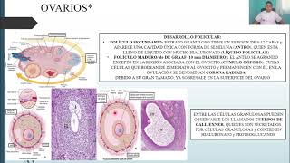 HISTOLOGÍA: APARATO REPRODUCTOR FEMENINO