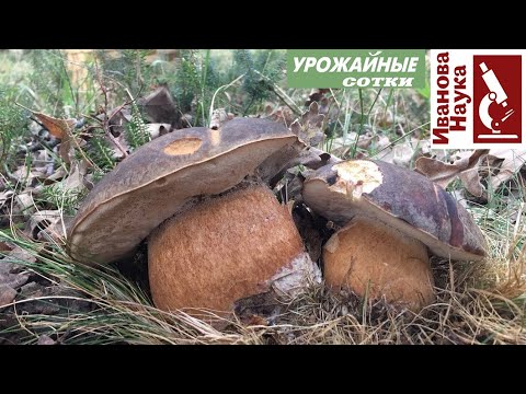 Бомбический и простой способ выращивания грибов на участке. Попробуйте и получится!