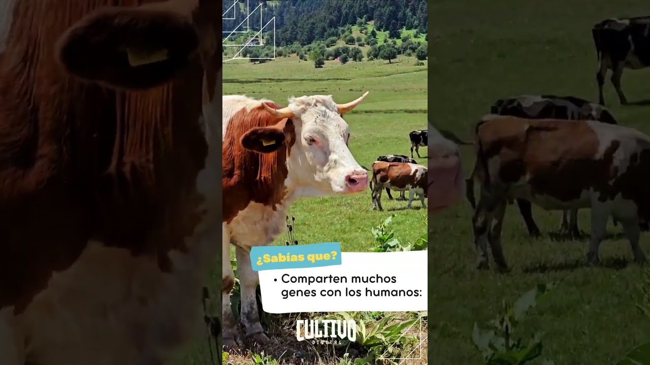 ¿Sabías que de las vacas?