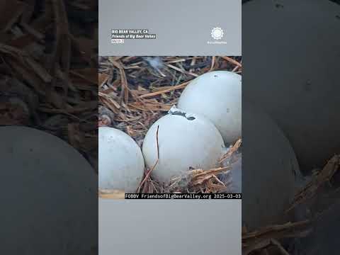 Eggs Are Hatching in Jackie & Shadow's Eagle Nest!