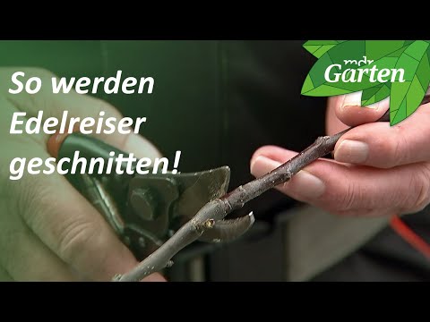 Edelreiser für die Obstbaumveredelung schneiden | MDR Garten