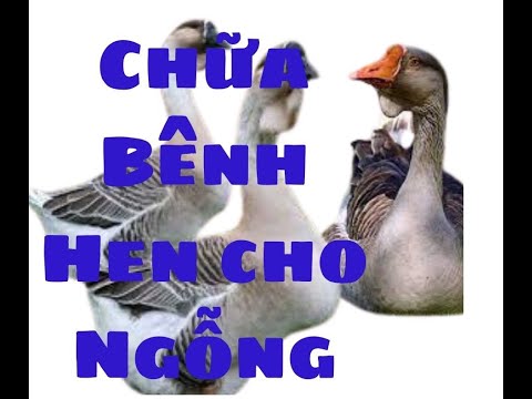 , title : 'chua benh hen cho ngong'