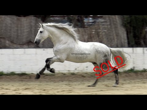 *SOLD* Exclusive Andalusian PRE Stallion 2012 - 1,65 m - Freedom | #MP294
