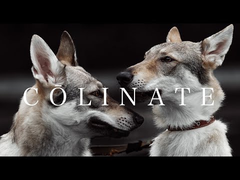 チェコスロバキアン・ウルフドッグ