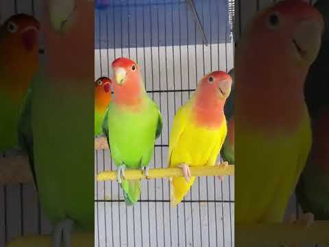 Lovebirds sounds | lovebirds singing 🦜🐦🤗 #shorts #youtubeshorts #lovebirdmutation