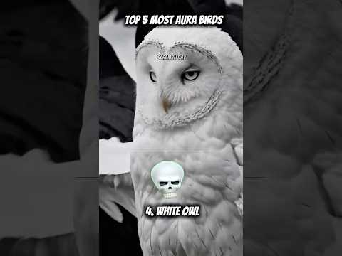 Top 5 Birds With the Most Aura 🦅 (Wait for #1)