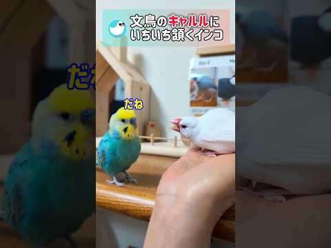 園芸 私たちの街のインコ