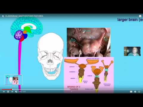原始的な顎のある魚の化石