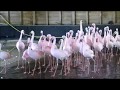 Lesser Flamingo Display