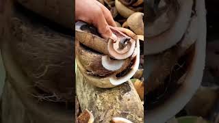 Download lagu Proses pembuatan kopra #petani #shots #coconut #petanimuda #petanikelapa #kopra #petanimilenial #fyp mp3
