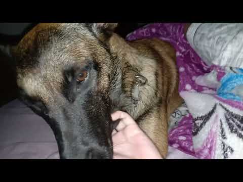 Gigi's 1st barkday😍🥰